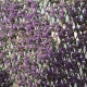 Celosia extensible novagarden mimbre 1x1,5m lila