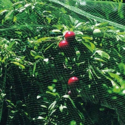 Malla anti-pajaro natuur 8x10m verde