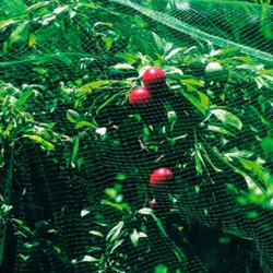 Malla anti-pajaro natuur 4x12m verde