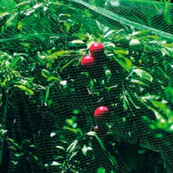 Malla anti-pajaro natuur 4x6m verde